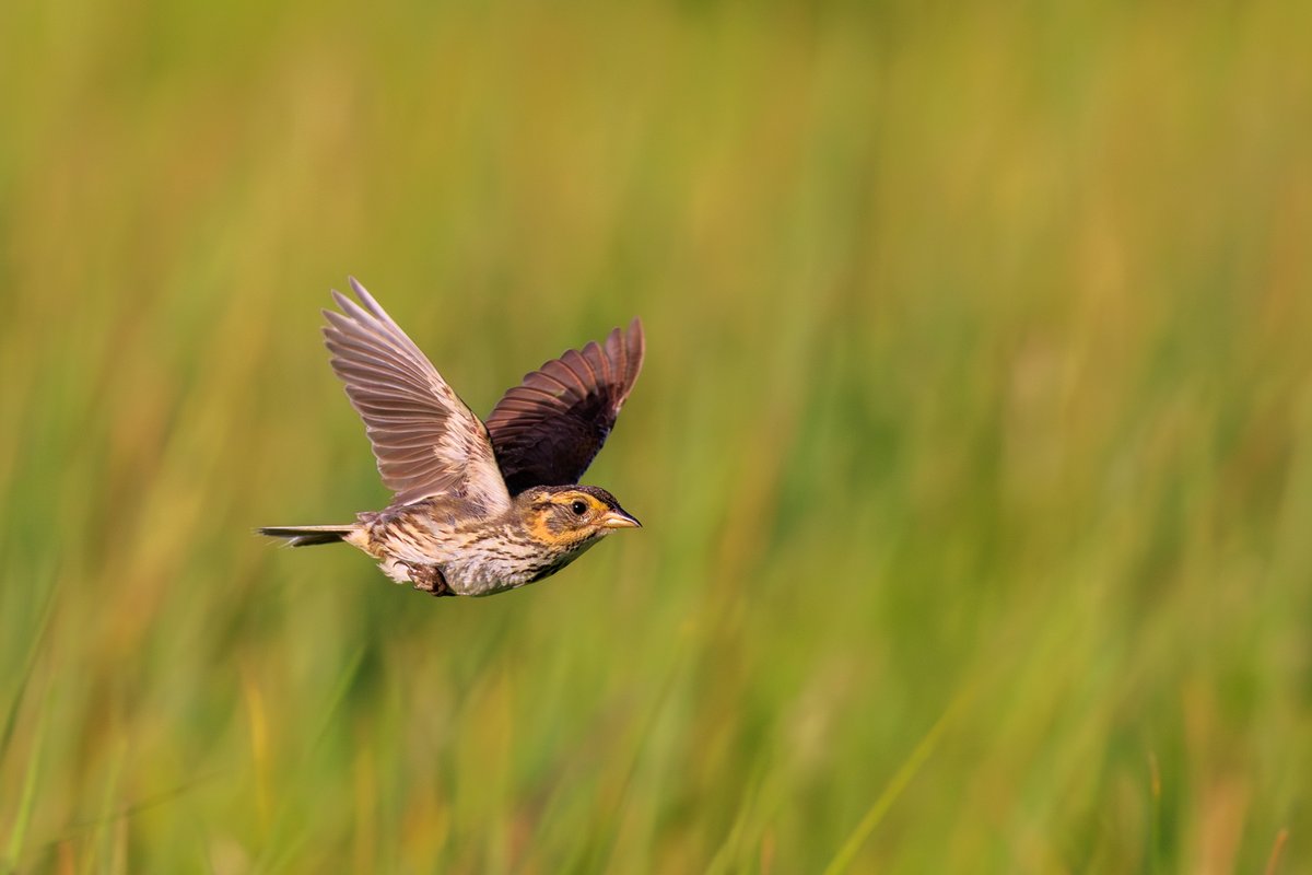 Saltmarsh Sparrow