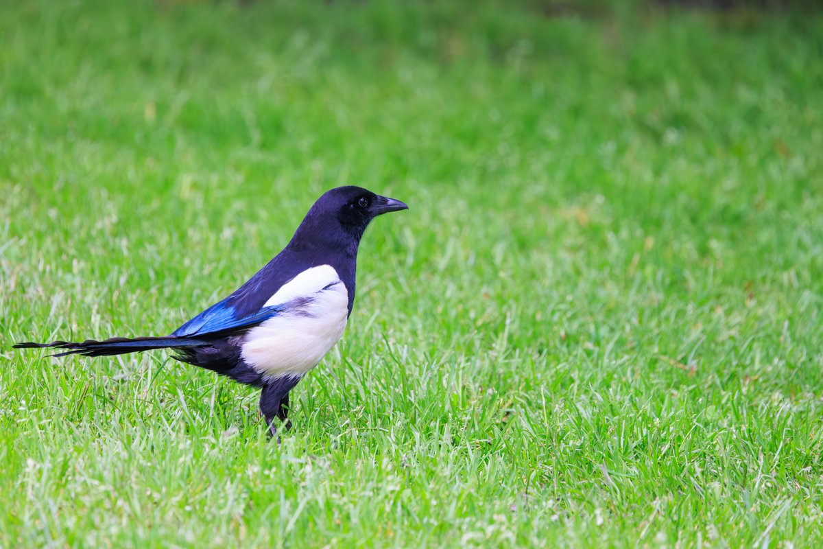 Eurasian Magpie