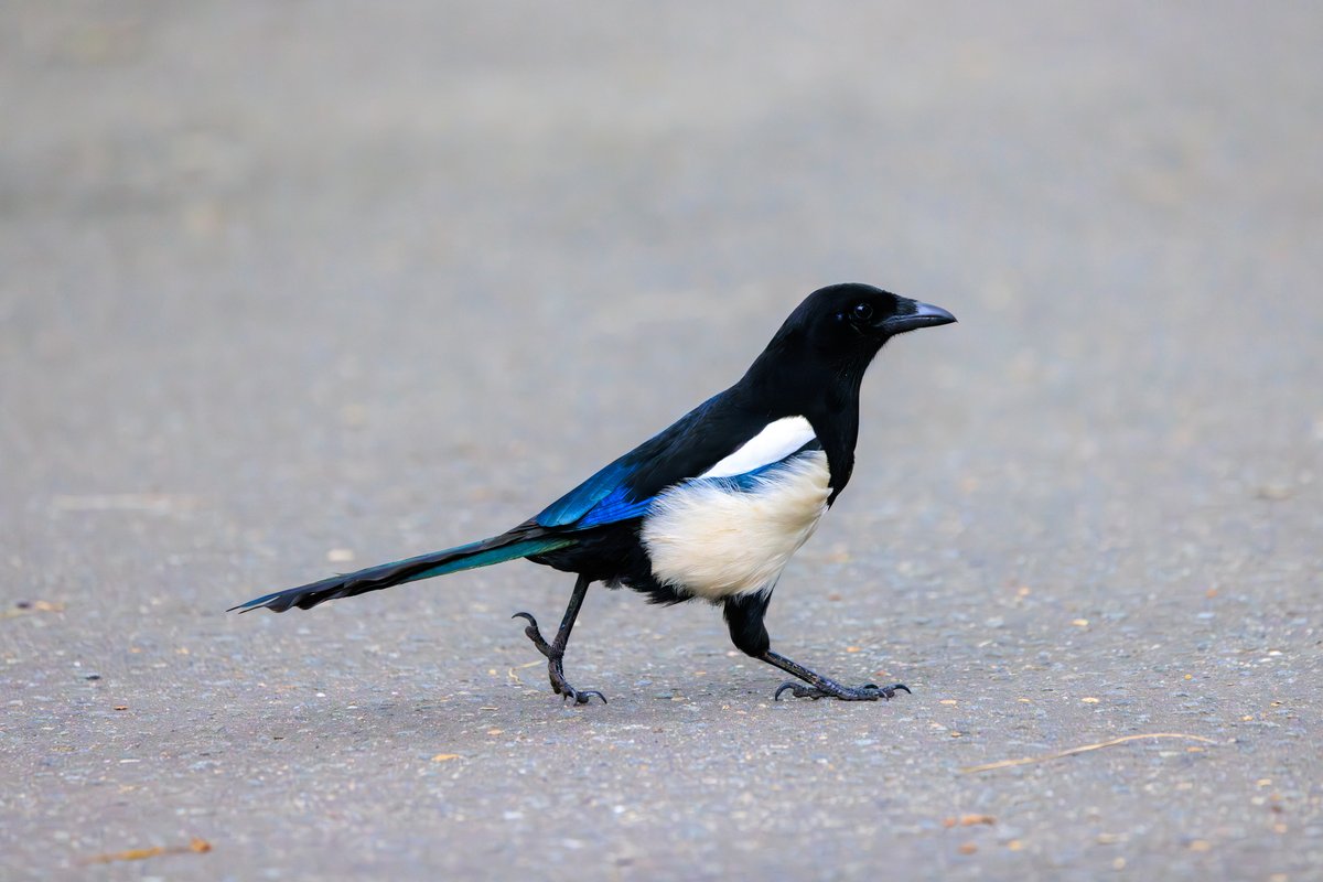 Eurasian Magpie