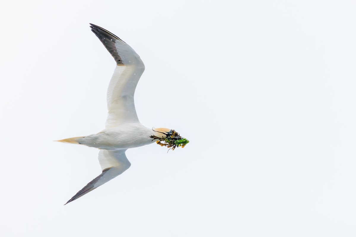 Northern Gannet