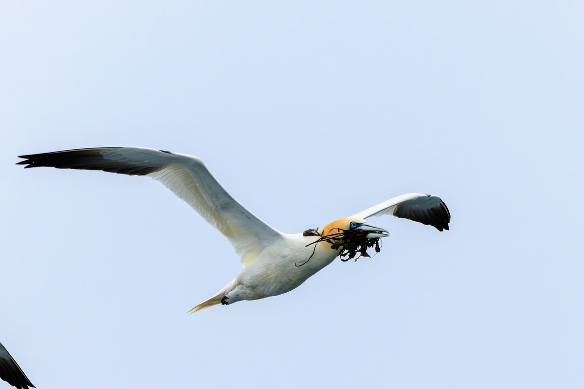 Northern Gannet