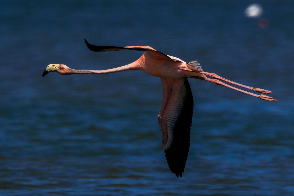 American Flamingo