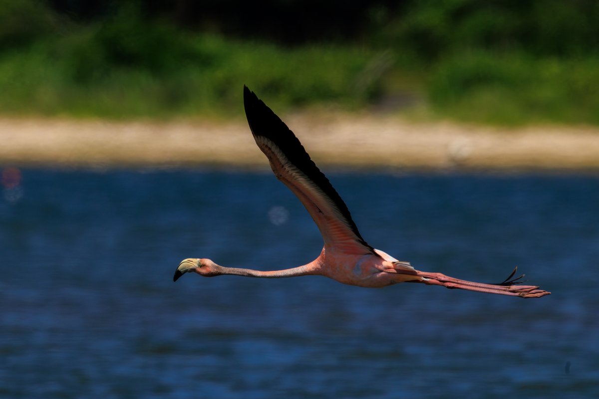 American Flamingo
