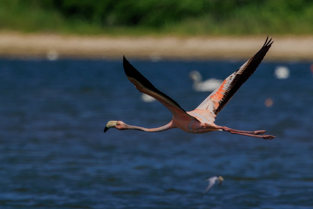 American Flamingo