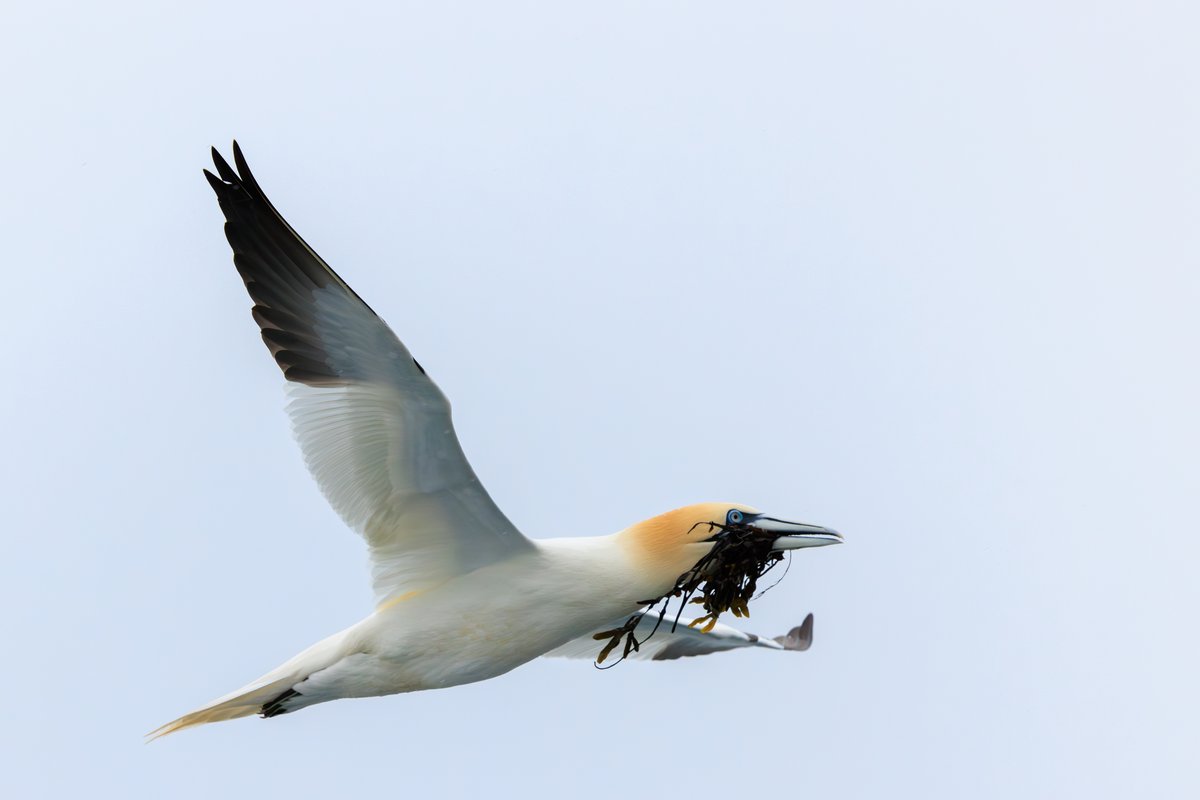 Northern Gannet