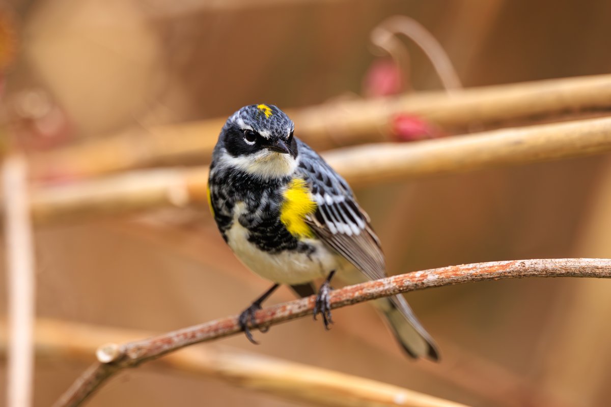 Yellow-rumped Warbler