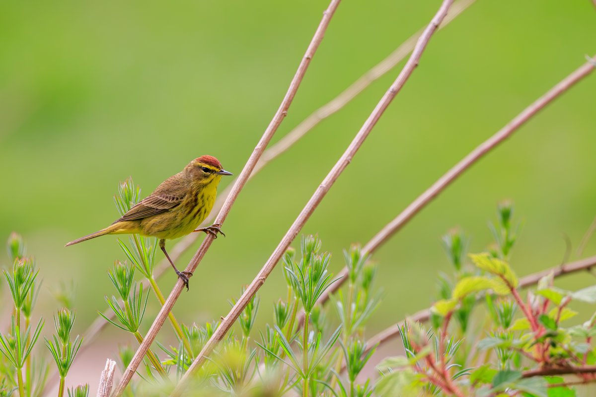 Palm Warbler