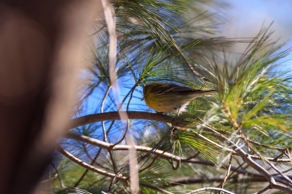 Pine Warbler