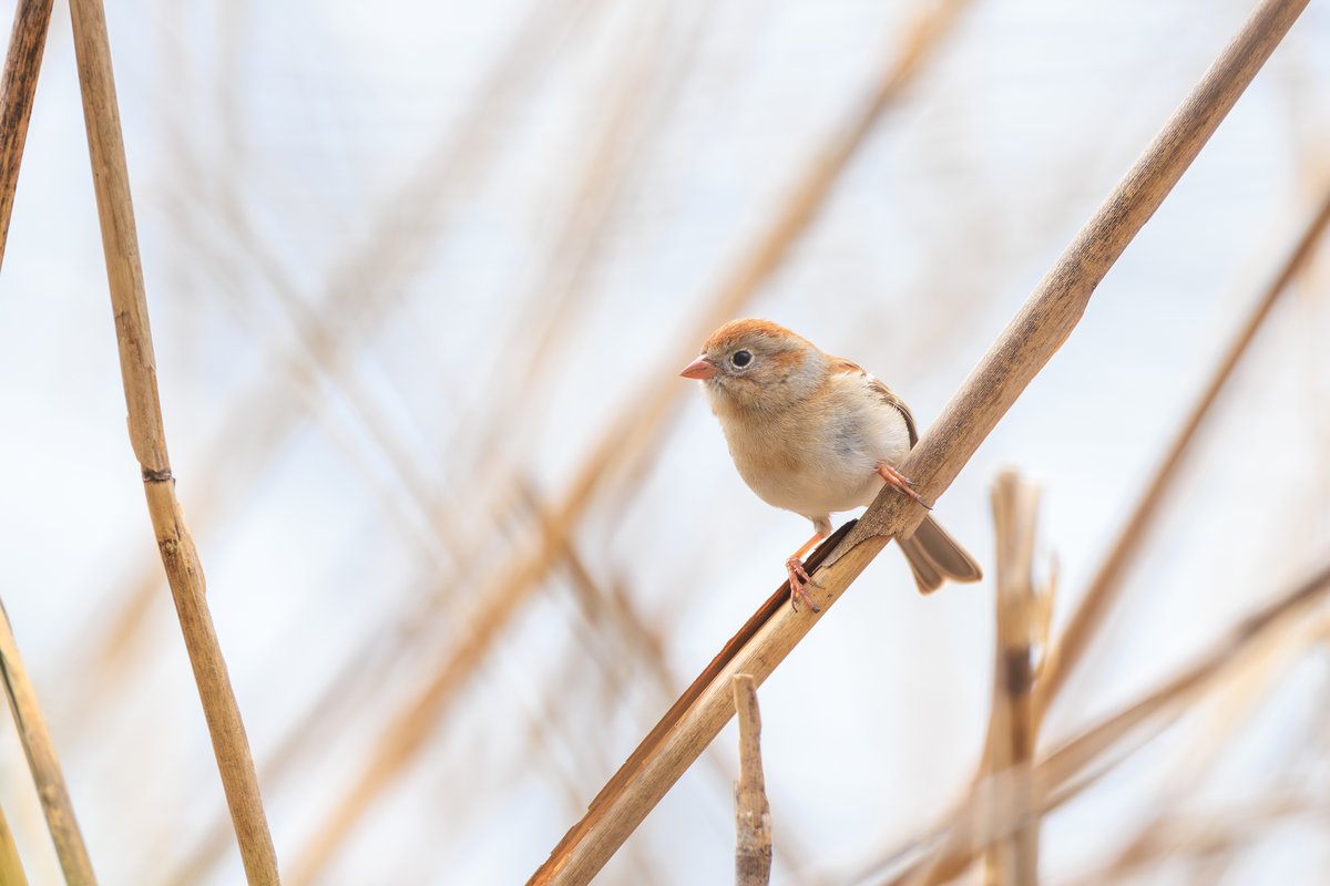 Field Sparrow