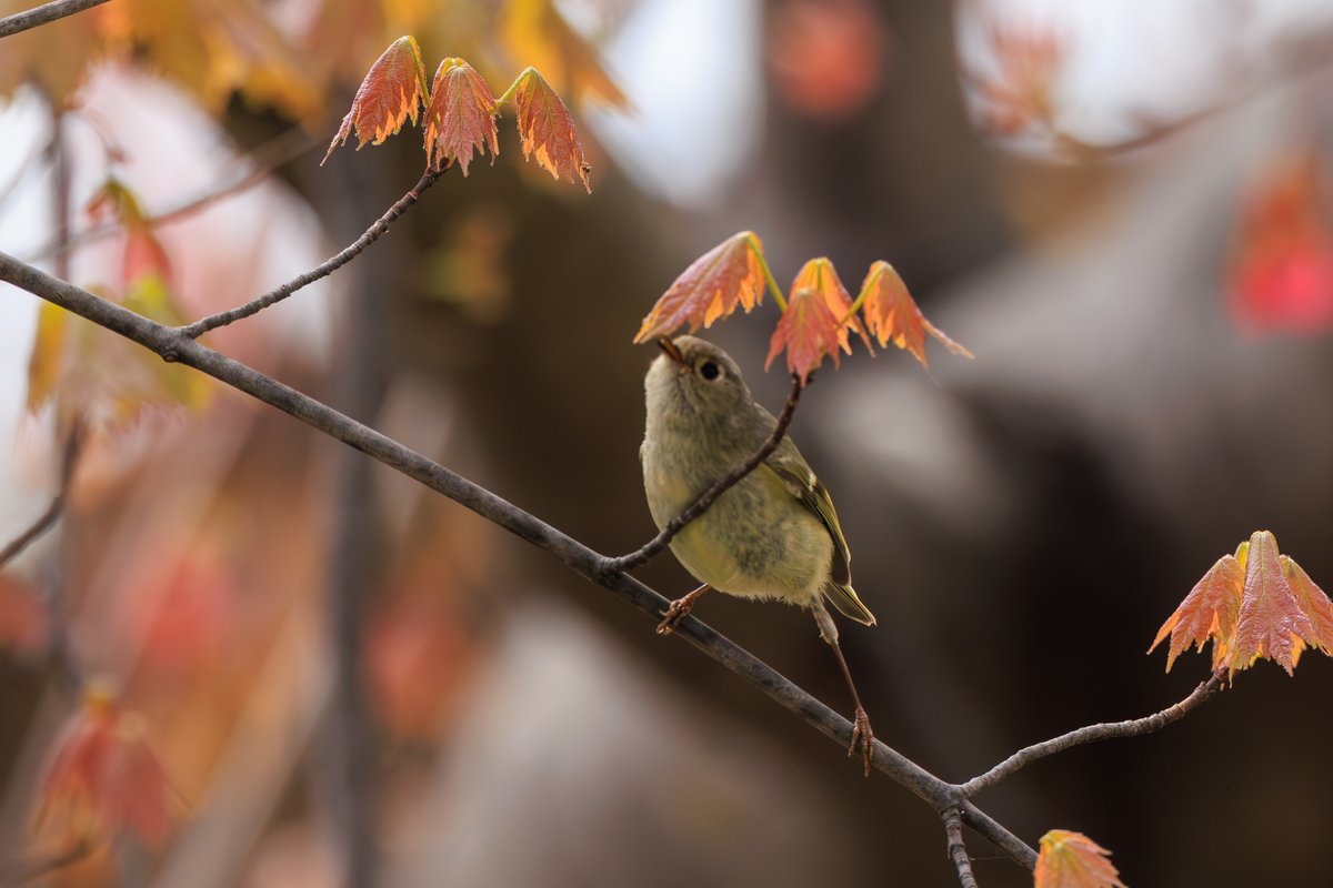 Ruby-crowned Kinglet