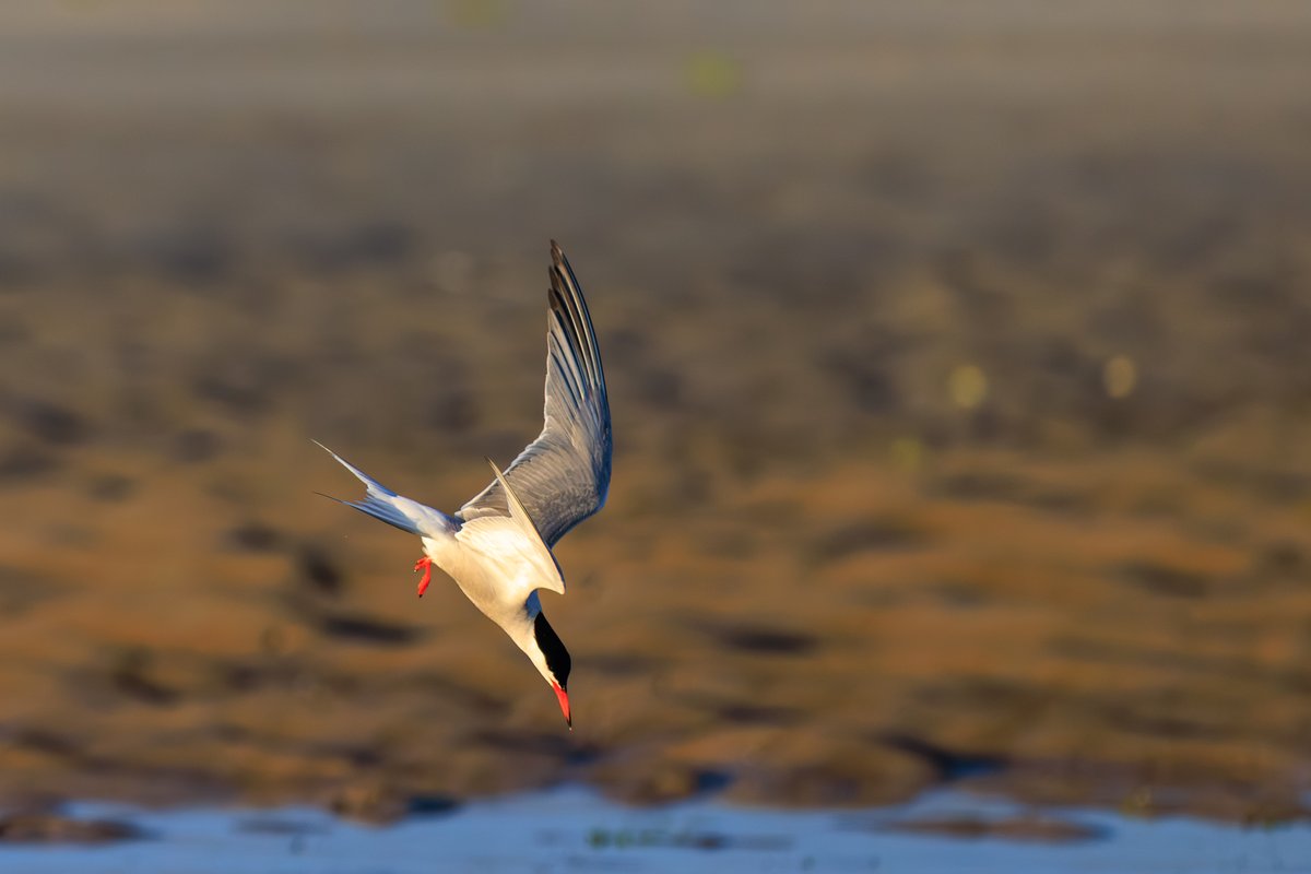 Common Tern