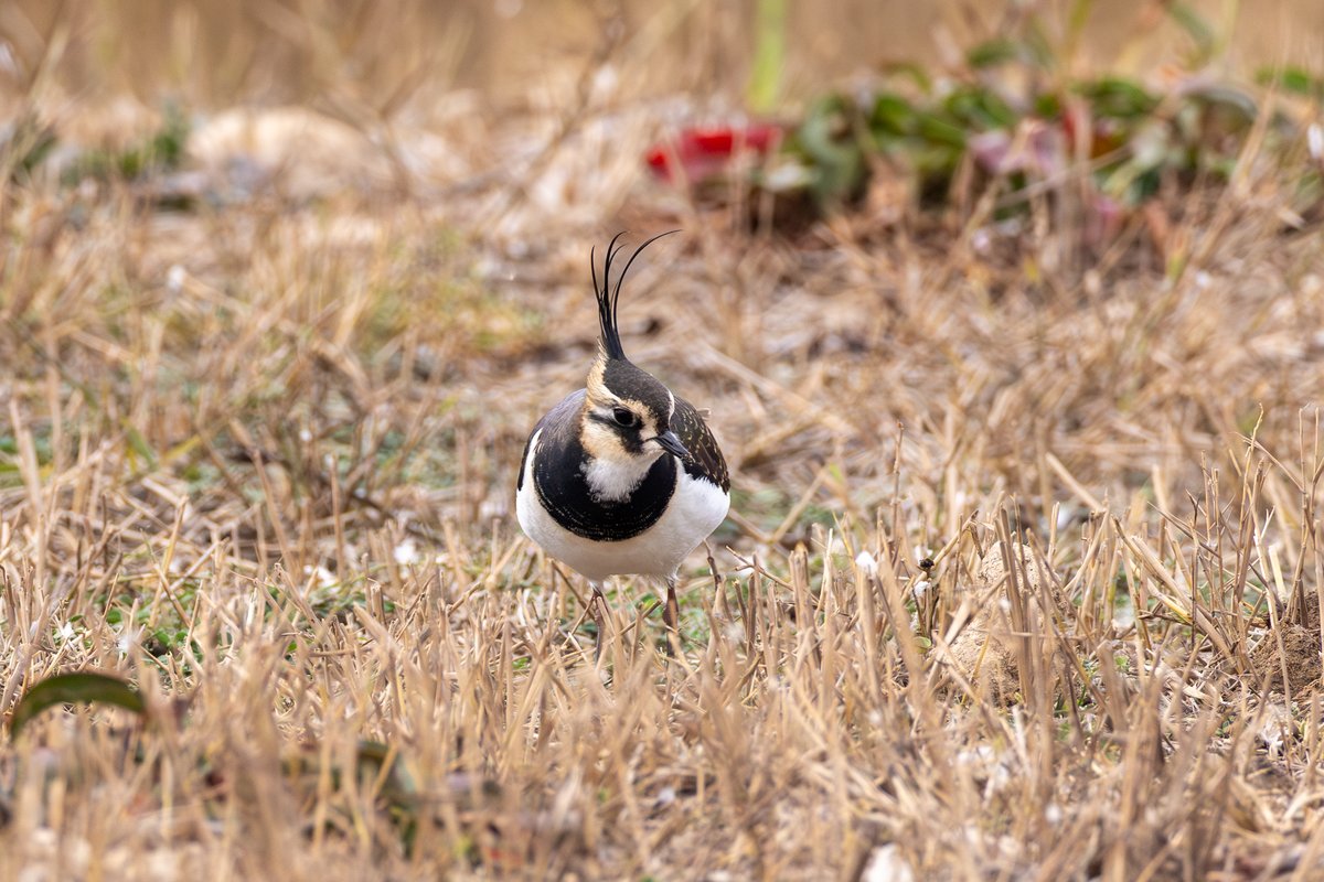 Northern Lapwing