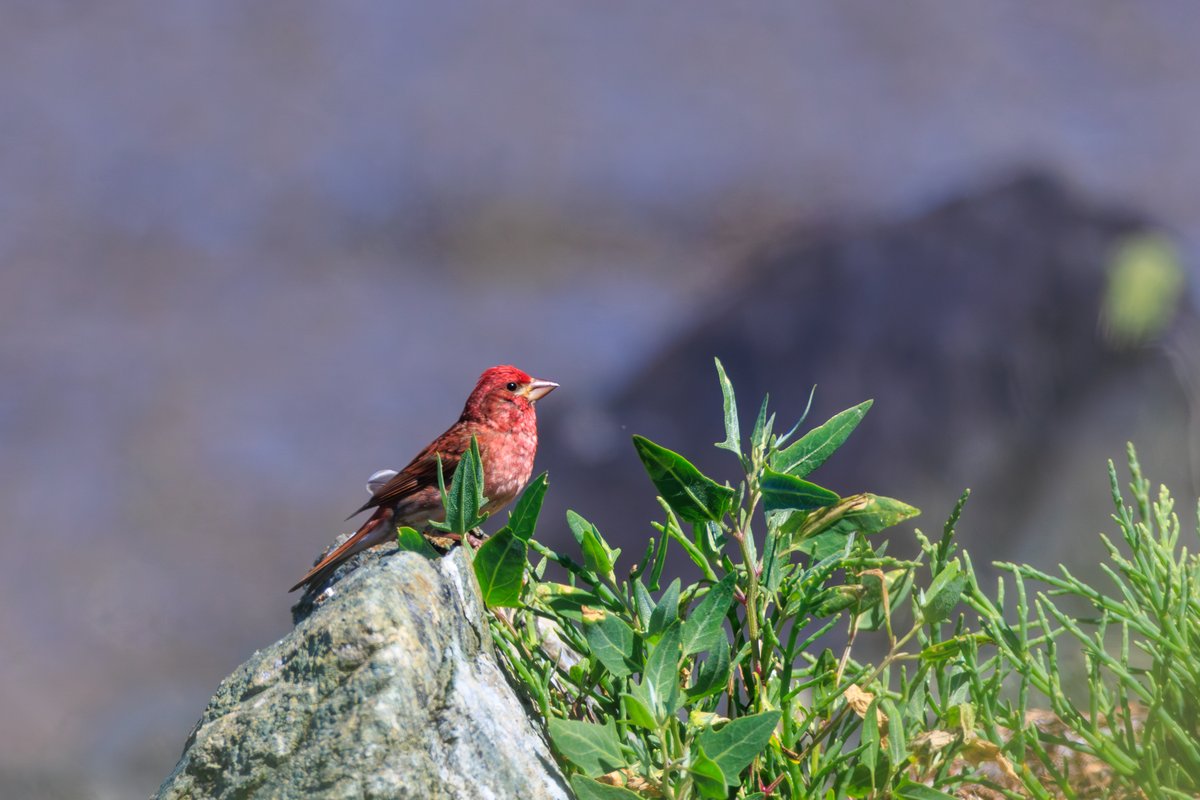 Purple Finch