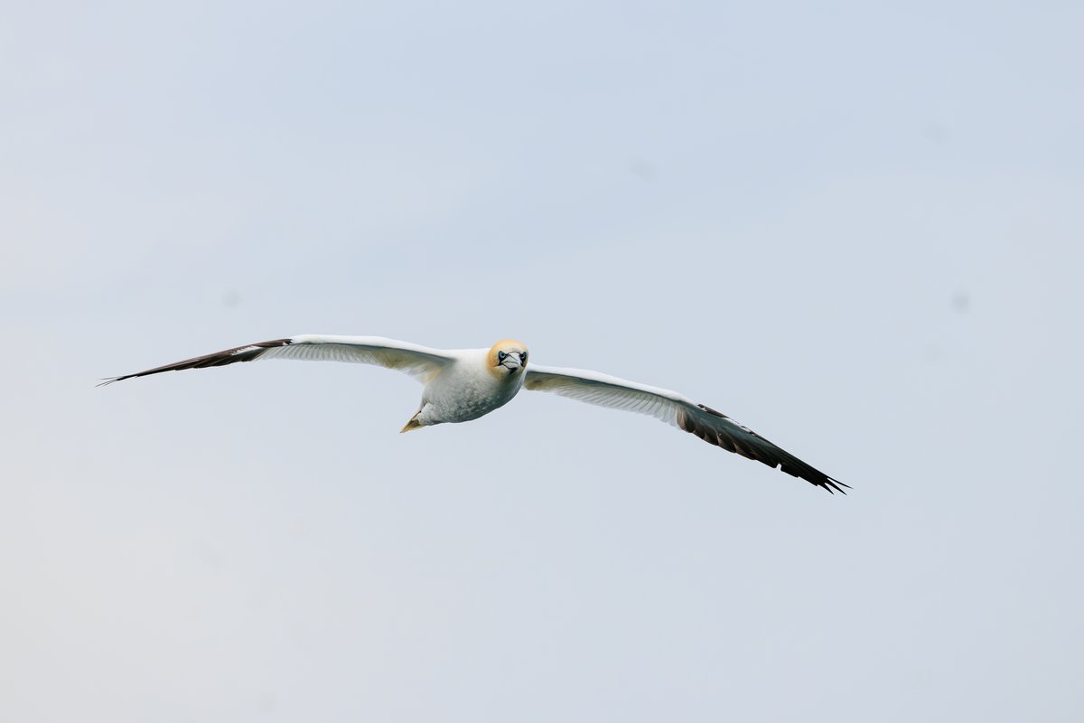 Northern Gannet