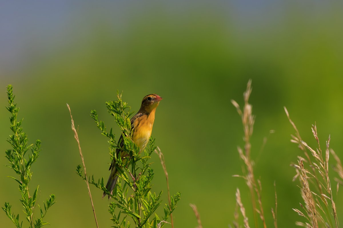 Bobolink
