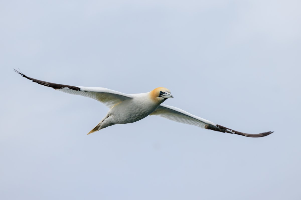 Northern Gannet