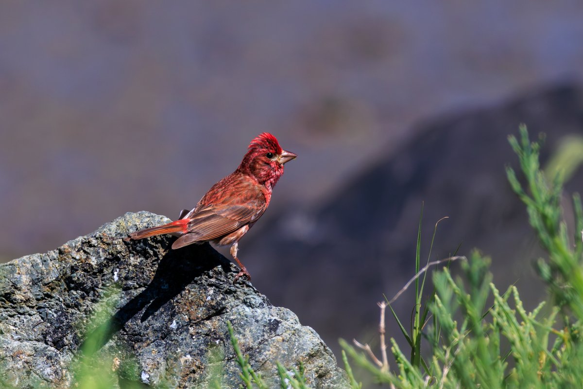 Purple Finch