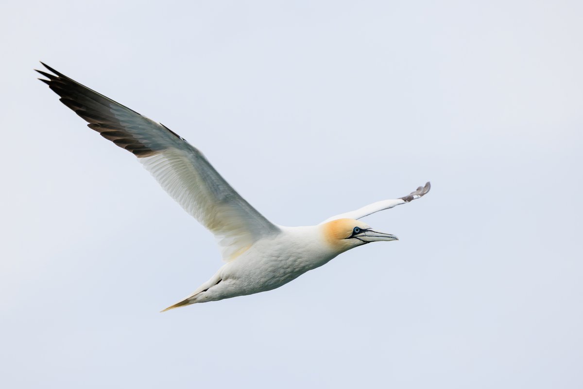 Northern Gannet