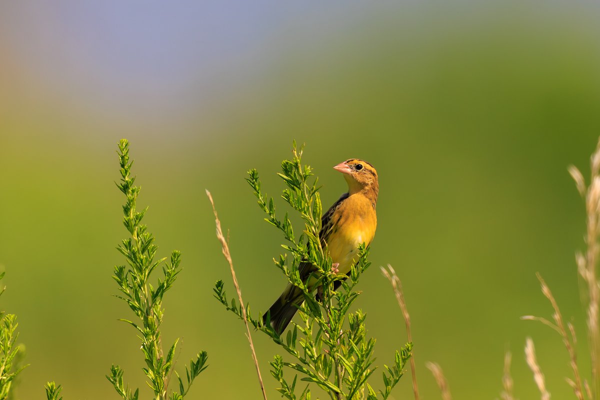Bobolink