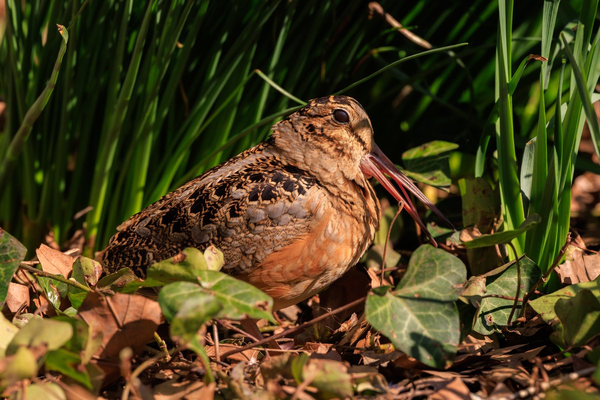 American Woodcock