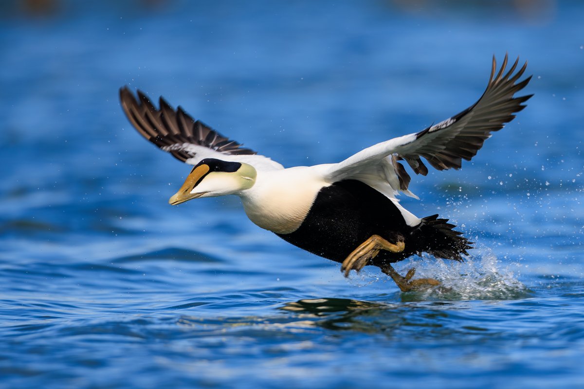 Common Eider