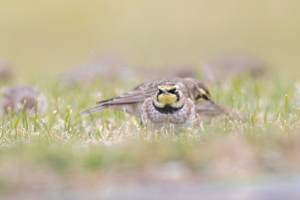 Horned Lark