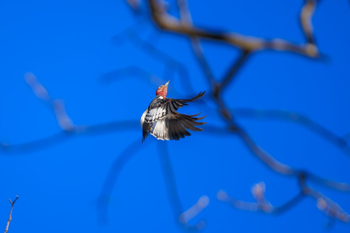 Red-headed Woodpecker