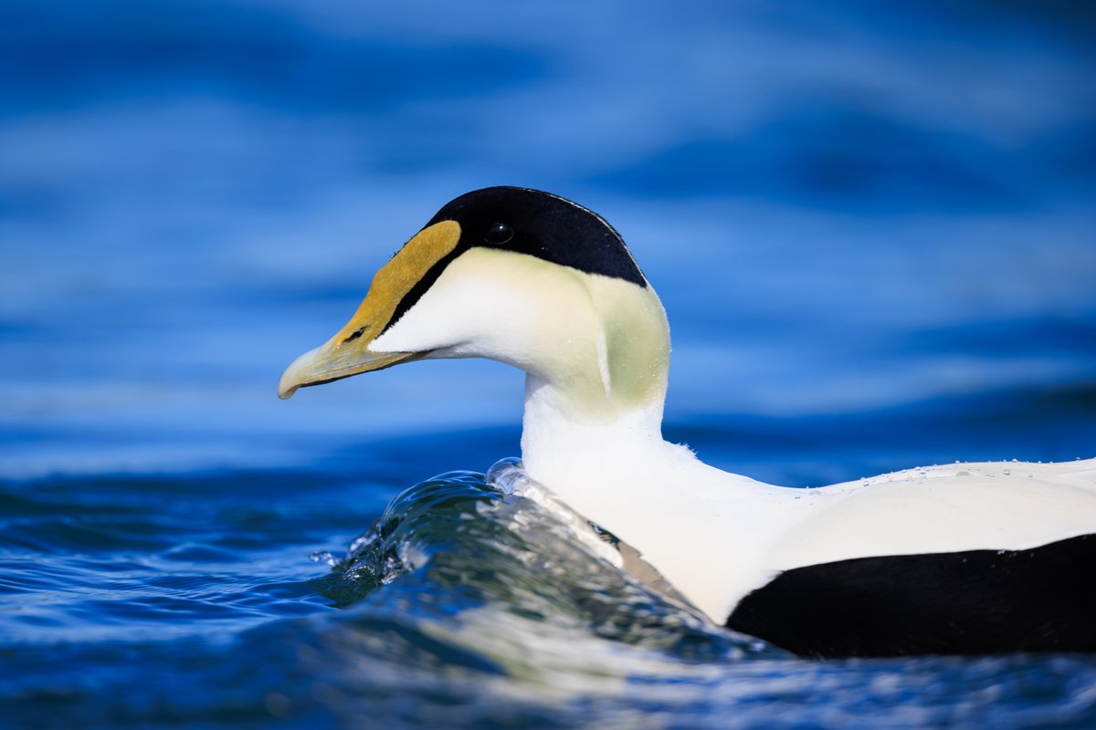 Common Eider