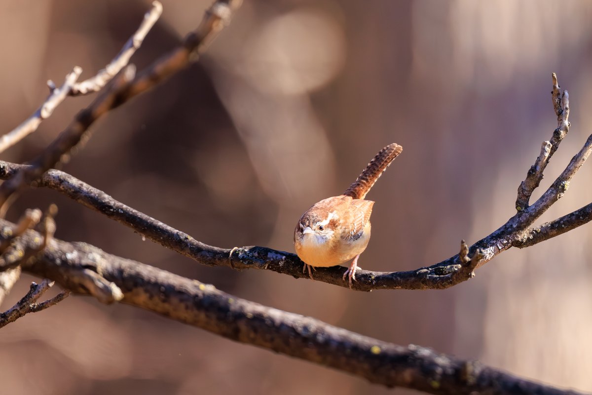 Carolina Wren