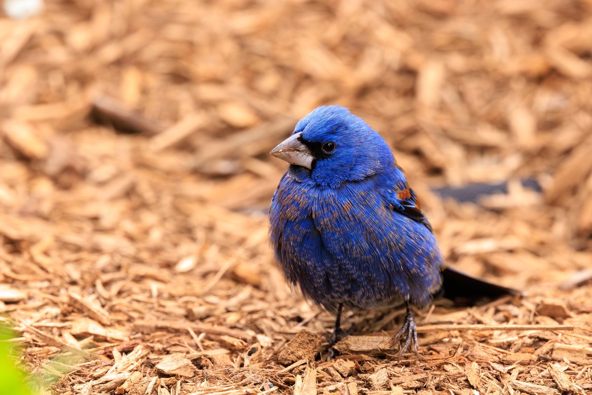 Blue Grosbeak