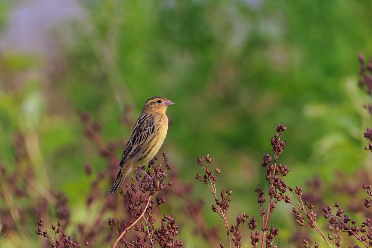 Bobolink