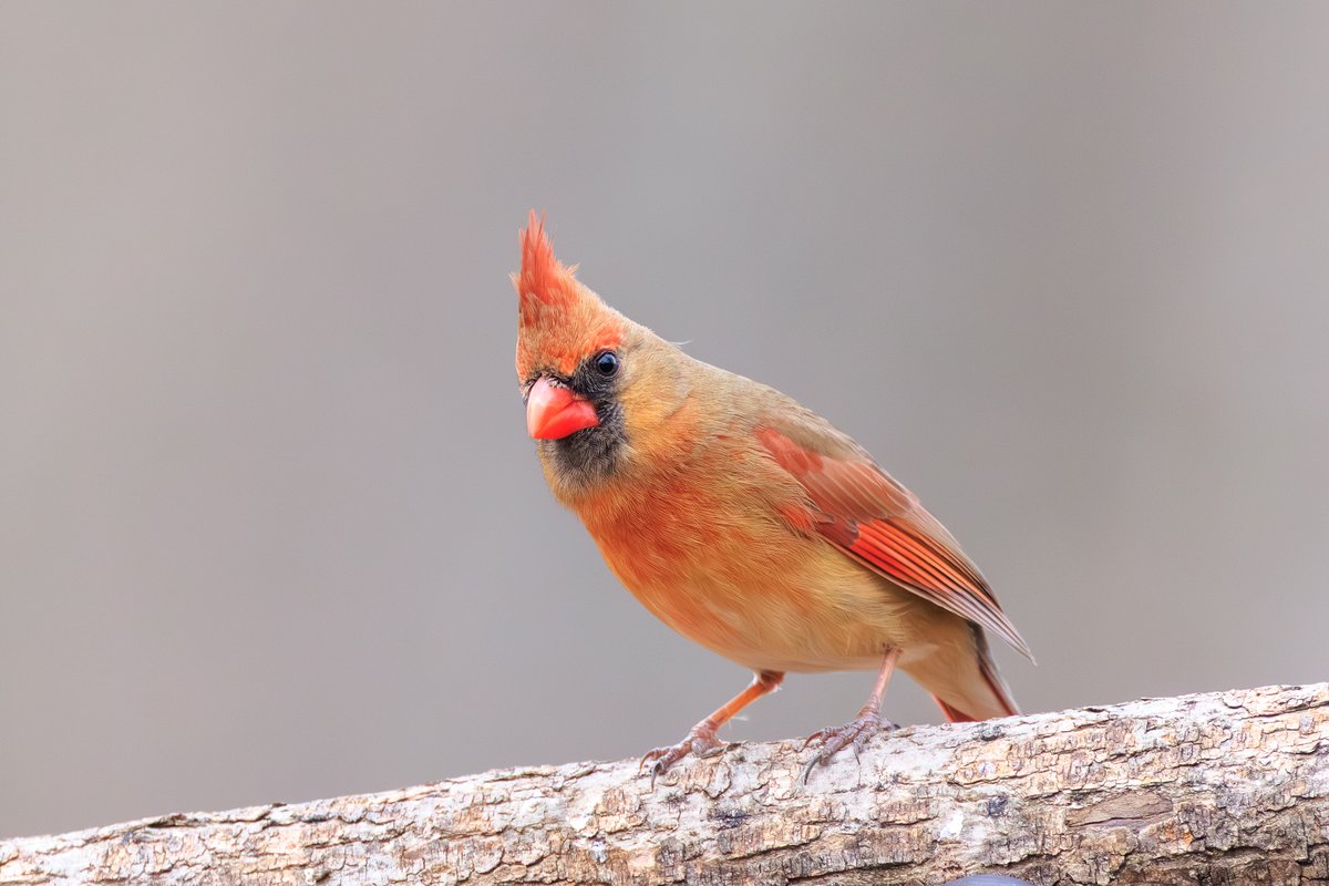 Northern Cardinal