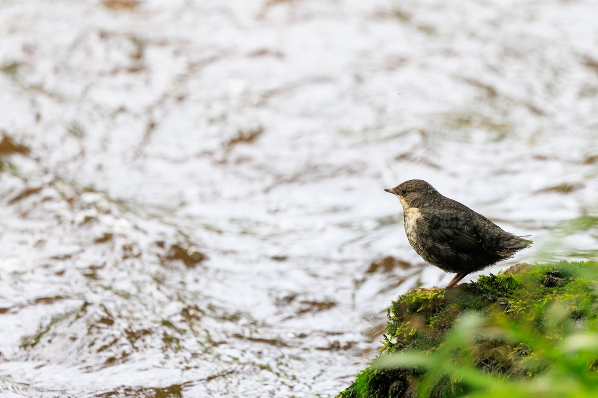 White-throated Dipper