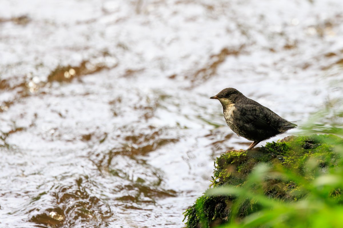 White-throated Dipper