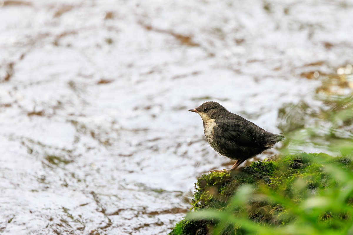 White-throated Dipper