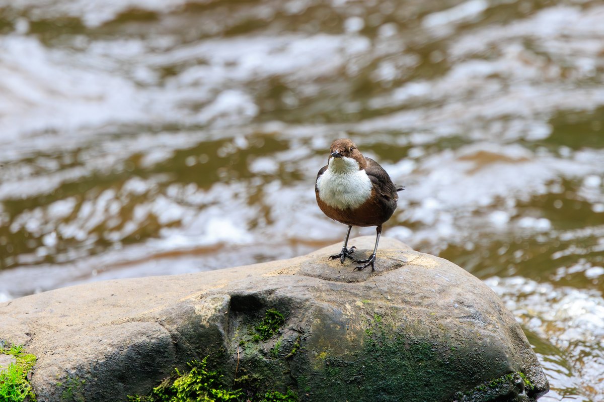 White-throated Dipper