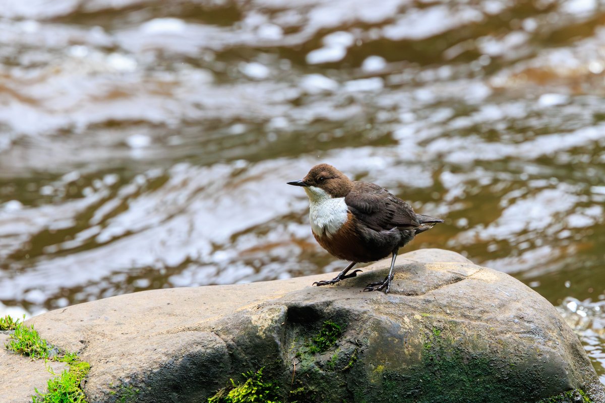 White-throated Dipper