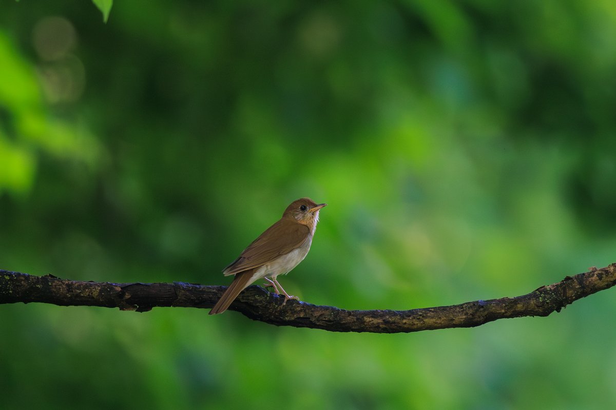 Veery
