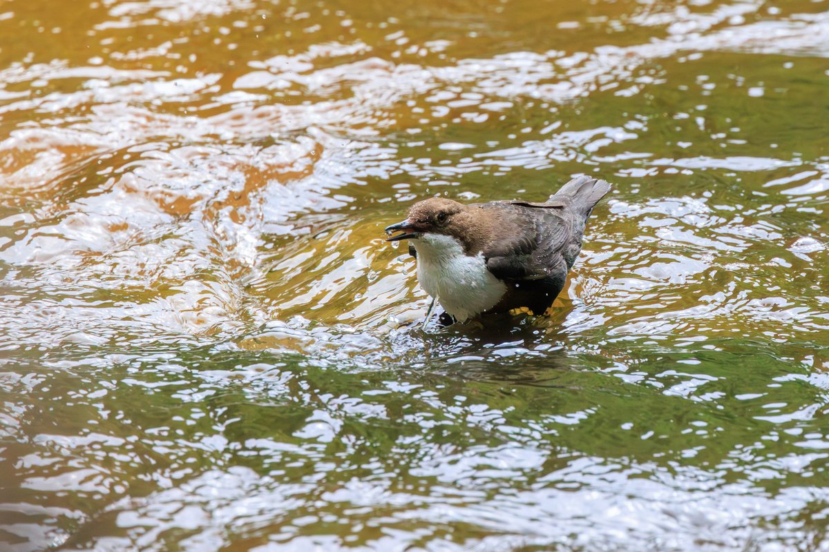 White-throated Dipper