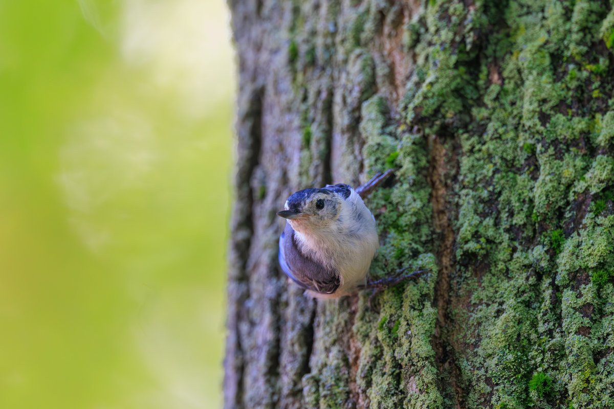 White-breasted Nuthatch