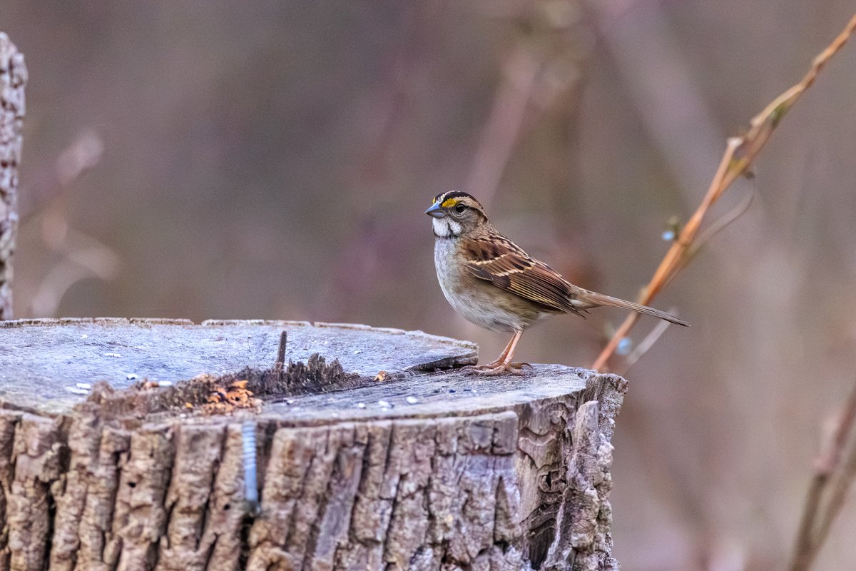 White-throated Sparrow
