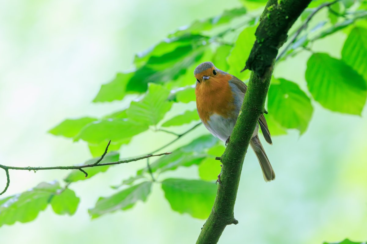 European Robin