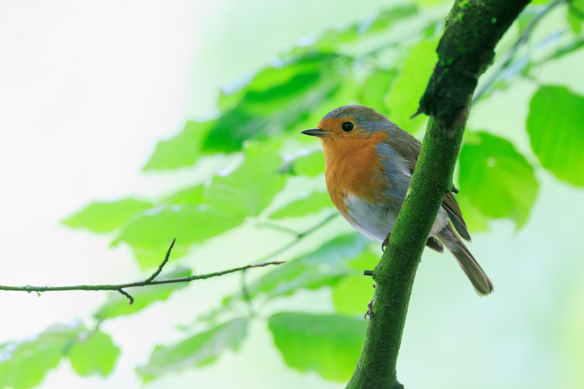 European Robin