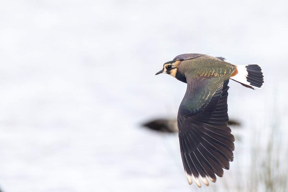 Northern Lapwing