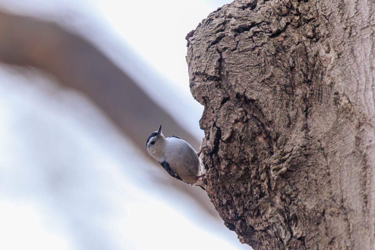 White-breasted Nuthatch