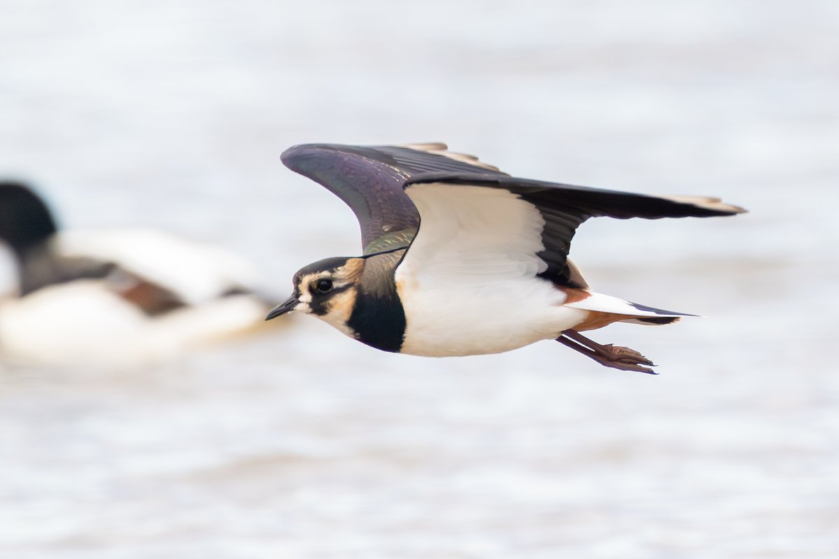 Northern Lapwing