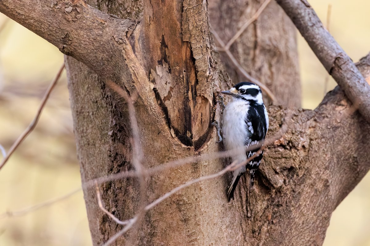 Downy Woodpecker