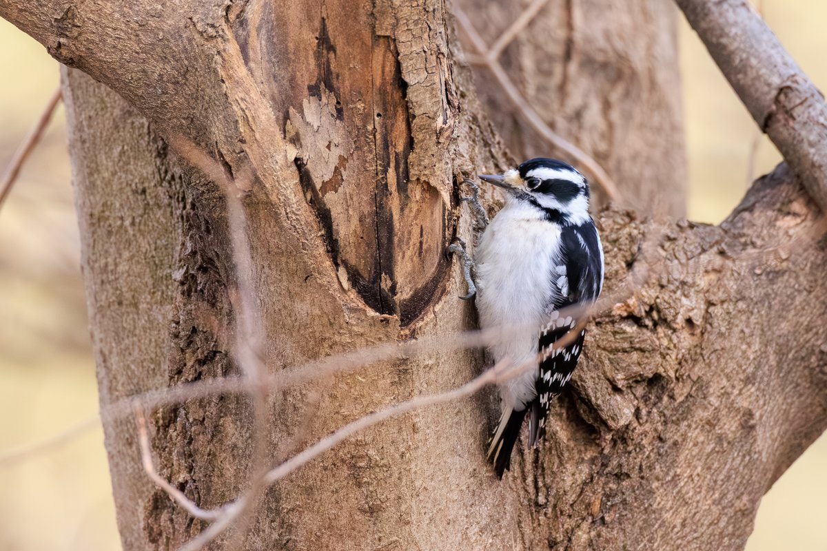 Downy Woodpecker