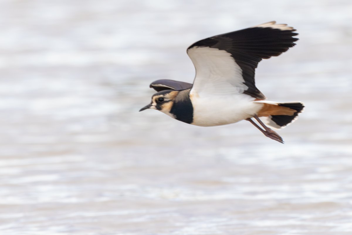 Northern Lapwing