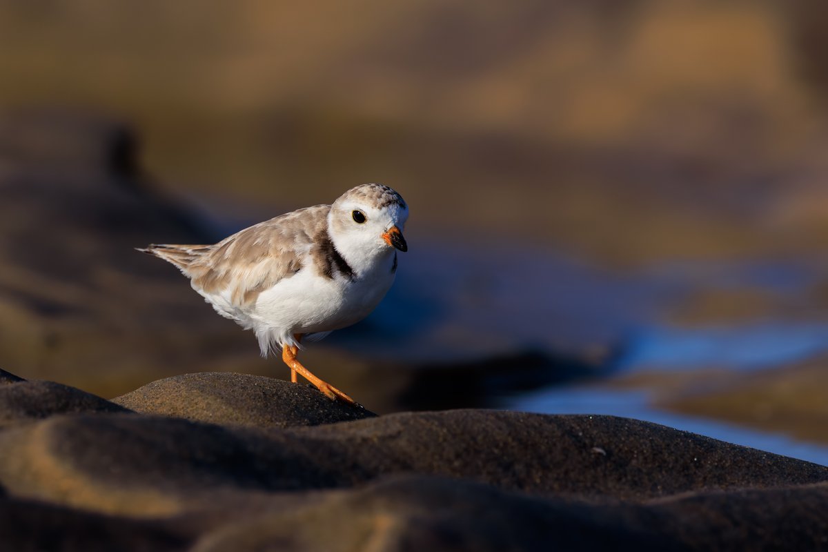 Piping Plover